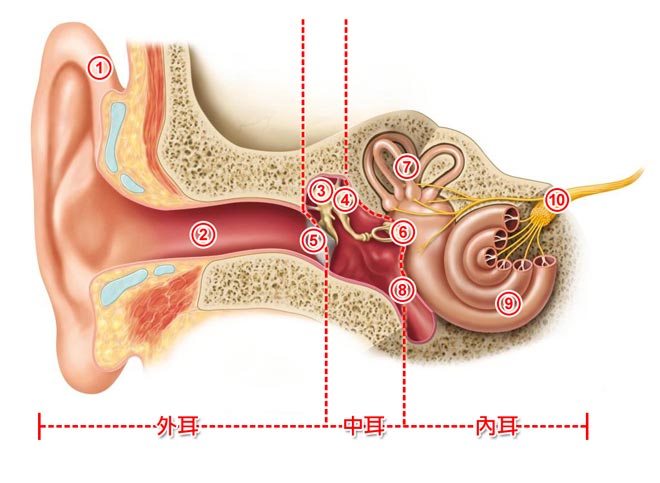 耳朵構造圖